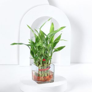 Bringing Good Luck Standard