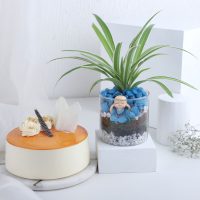 buddha-blessings-plant-n-cake-combo_1.jpg