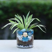 buddha-blessings-plant-n-cake-combo_2.jpg