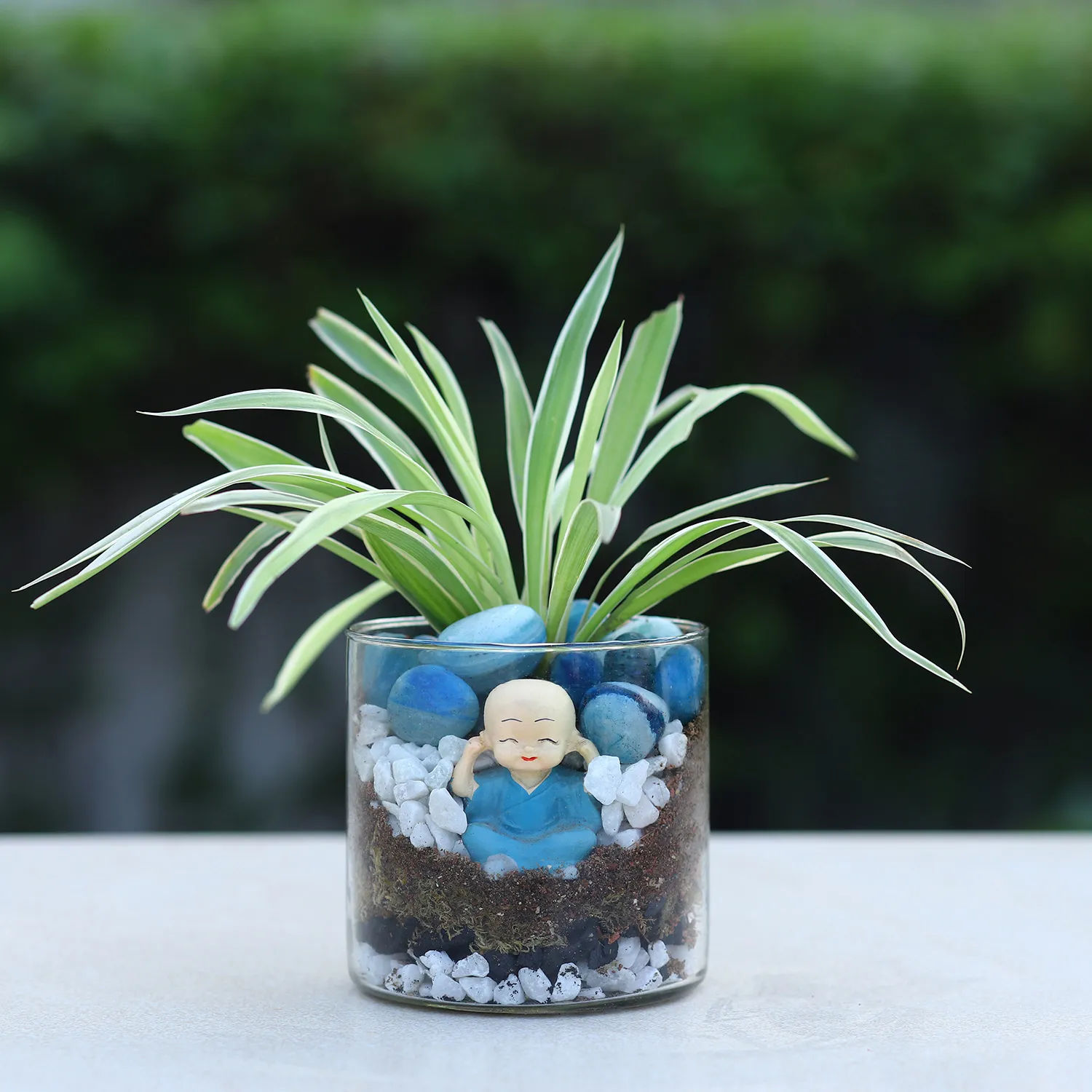 buddha-blessings-plant-n-cake-combo_2.jpg