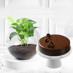 Eggless Truffle Cake & Money Plant