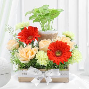 Elegant Blooms N Syngonium Gift