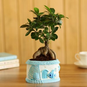 Ficus Ginseng Bonsai In Sea House Planter Hand Delivery