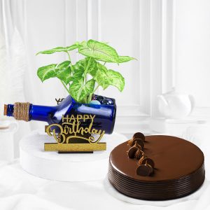 Happy Birthday Syngonium Plant N Cake Combo