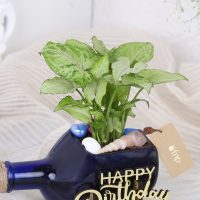 happy-birthday-syngonium-plant-n-cake-combo_6.jpg