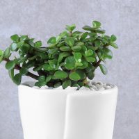 lush-jade-prosperity-congratulatory-planter_3.jpg