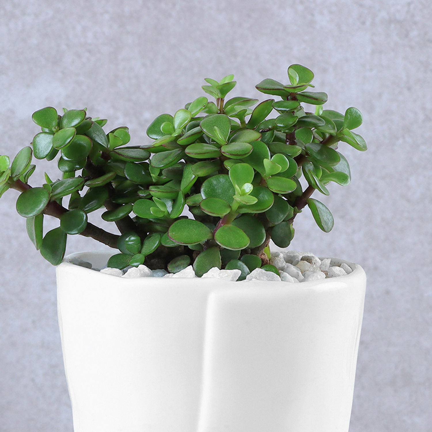 lush-jade-prosperity-congratulatory-planter_3.jpg