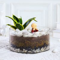 milt-sansevieria-plant-oval-jar-terrarium_1.jpg