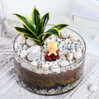 milt-sansevieria-plant-oval-jar-terrarium_2.jpg