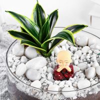 milt-sansevieria-plant-oval-jar-terrarium_3.jpg