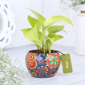 money-plant-in-colourfull-rajwada-printed-pot-hand-delivery_2.jpg