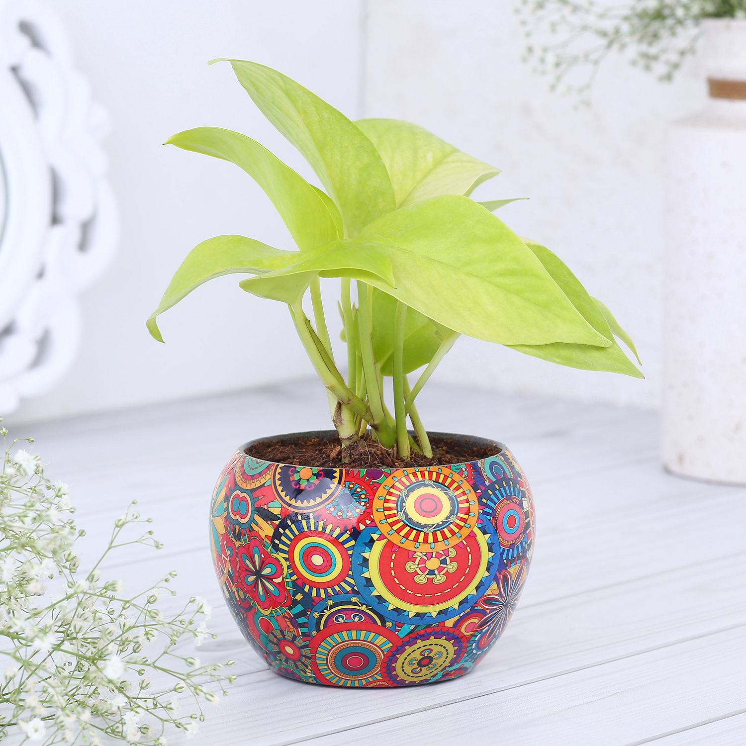 money-plant-in-colourfull-rajwada-printed-pot-hand-delivery_4.jpg