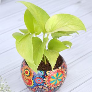 money-plant-in-colourfull-rajwada-printed-pot-hand-delivery_5.jpg