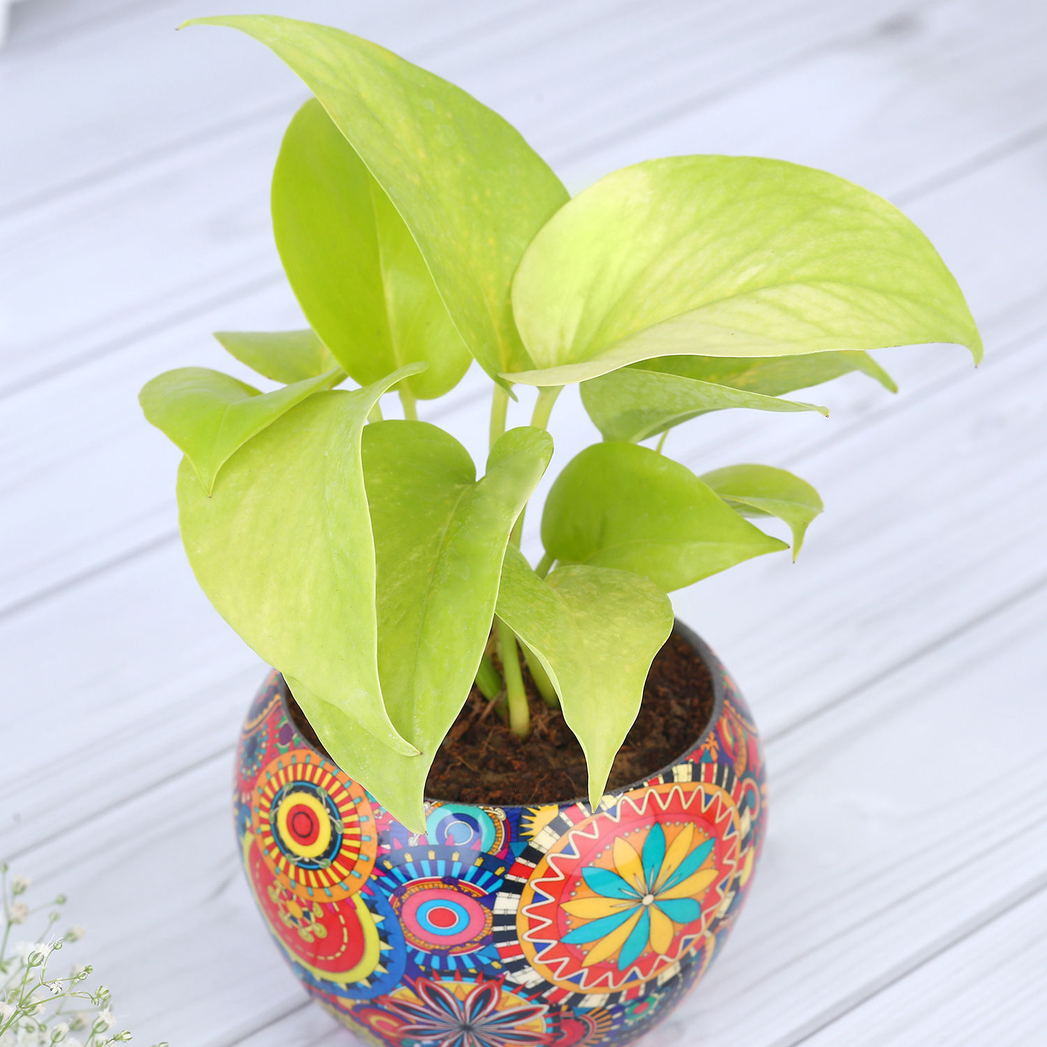 money-plant-in-colourfull-rajwada-printed-pot-hand-delivery_5.jpg