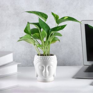 Prosperity Green Money Plant in Buddha Pot