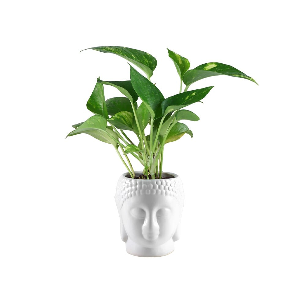 prosperity-green-money-plant-in-buddha-pot_3.jpg