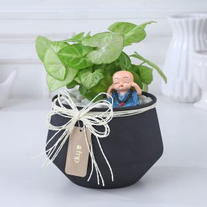 Sleek Syngonium Elegance