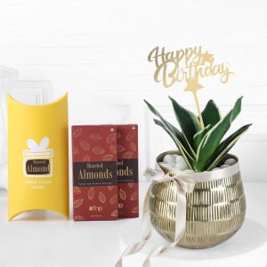 Stylish Green Gift N Chocolate Treat