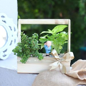 Syngonium N Jade Plant Handle Basket Terrarium