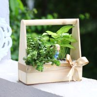 syngonium-n-jade-plant-handle-basket-terrarium_2.jpg