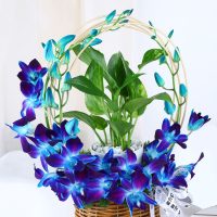 tranquil-orchid-and-prosperity-plant-gift_2.jpg