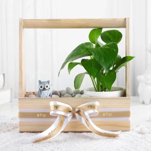 Wealth N Charm Money Plant Set