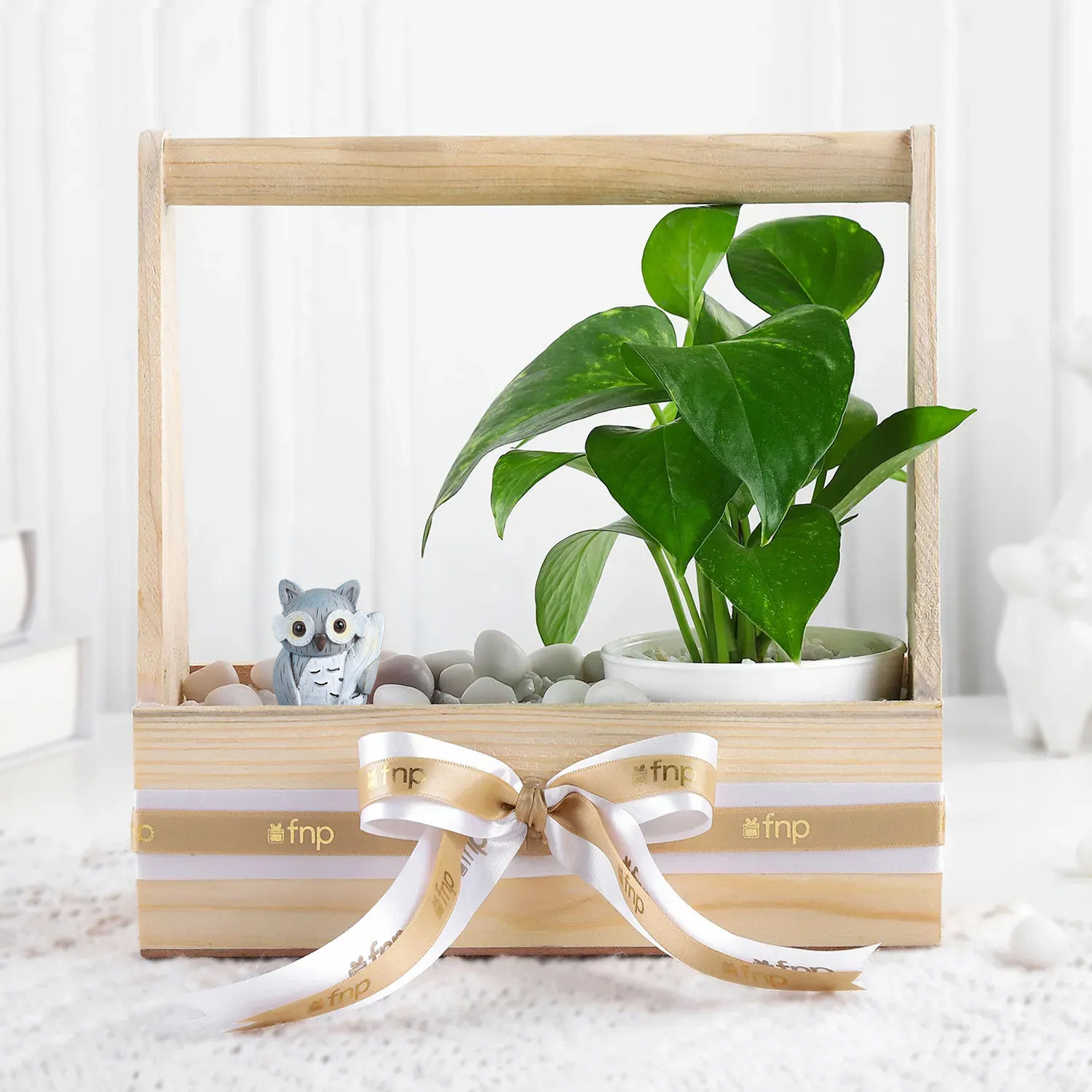 wealth-n-charm-money-plant-set_1.jpg